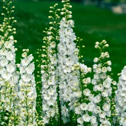 Delphinium géant Galahad - Un mur de fleurs blanches