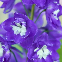 Delphinium géant King Arthur - Des flèches violettes spectaculaires