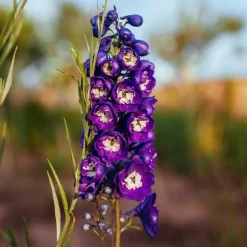 Delphinium géant King Arthur - Des flèches violettes spectaculaires