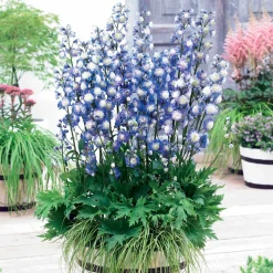 Delphinium Highlander® Bolero - Des fleurs doubles hautes en été