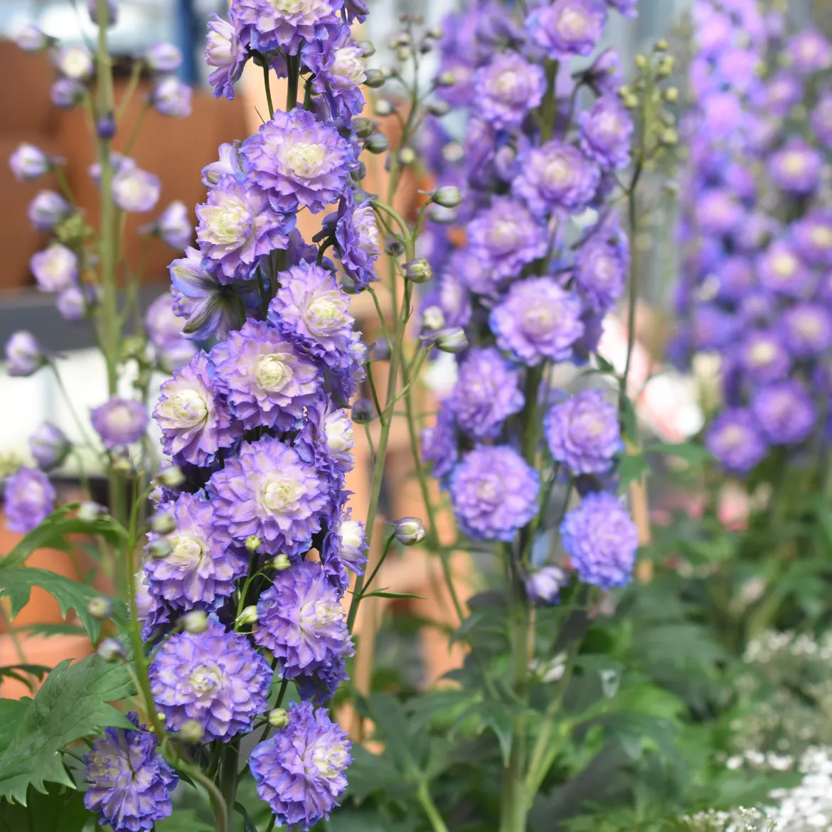 Delphinium Highlander® Bolero - Des fleurs doubles hautes en été