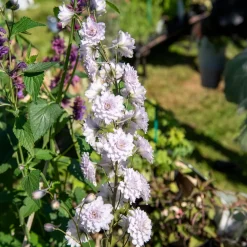 Delphinium Highlander® Cha-Cha - Des fleurs doubles spectaculaires