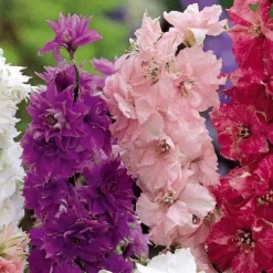 Delphinium - Pied d'alouette nain à fleur double Hyacinth Flowered - Bouquets bleus tout l'été