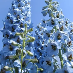 5 Delphiniums Ciel Bleu - Un mur de fleurs bleues