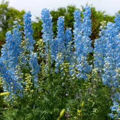 5 Delphiniums Ciel Bleu - Un mur de fleurs bleues