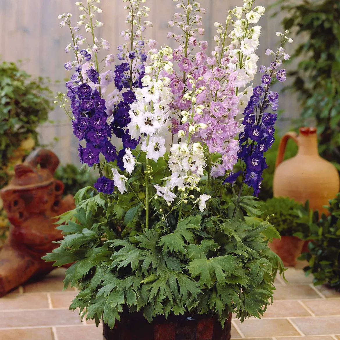 2 Delphiniums Magic Fountain en mélange - Des colonnes de fleurs colorées