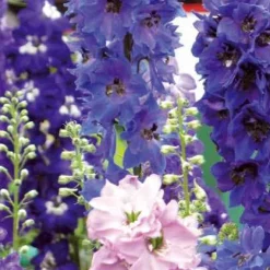 Delphiniums Round Table Series en mélange - Des fleurs hautes tout l'été