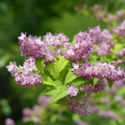 Deutzia Champ de fraise - Une explosion rose en juin