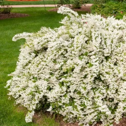 Deutzia gracilis - Une nuée de fleurs blanches
