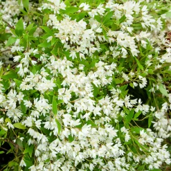 Deutzia nain Nikko - Un tapis de fleurs blanches