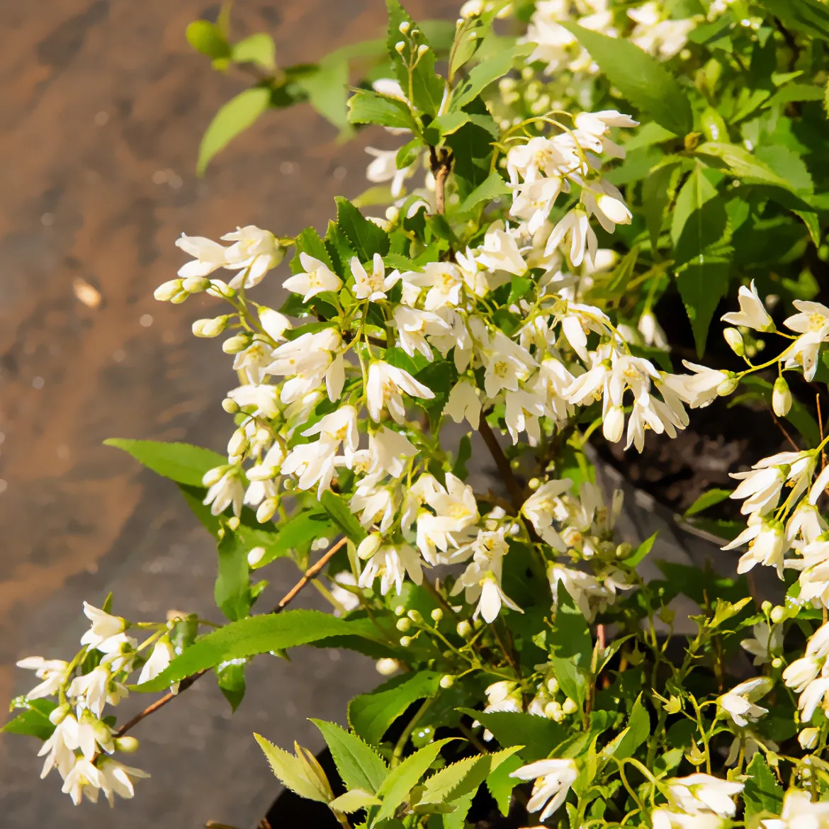 Deutzia nain Nikko - Un tapis de fleurs blanches