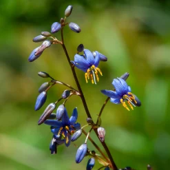 Dianella revoluta Little Rev ® - Feuillage bleuté sans effort