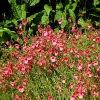 Diascie Ruby Field - Un tapis rose tout l'été