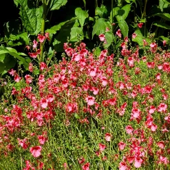 Diascie Ruby Field - Un tapis rose tout l'été