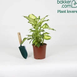 Dieffenbachia 'Camilla' - Feuillage clair et déco