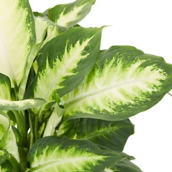 Dieffenbachia 'Camilla' - Feuillage clair et déco