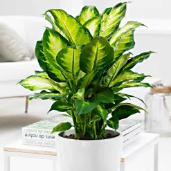 Dieffenbachia 'Camilla' - Feuillage clair et déco
