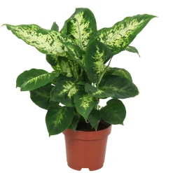Dieffenbachia 'Compacta' - Feuillage graphique, effet direct