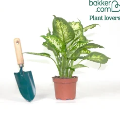 Dieffenbachia 'Compacta' - Feuillage graphique, effet direct