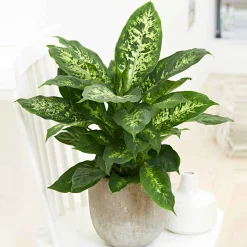 Dieffenbachia 'Compacta' - Feuillage graphique, effet direct