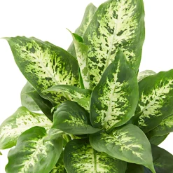 Dieffenbachia 'Compacta' - Feuillage graphique, effet direct