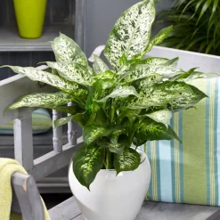Dieffenbachia 'Compacta' - Feuillage graphique, effet direct