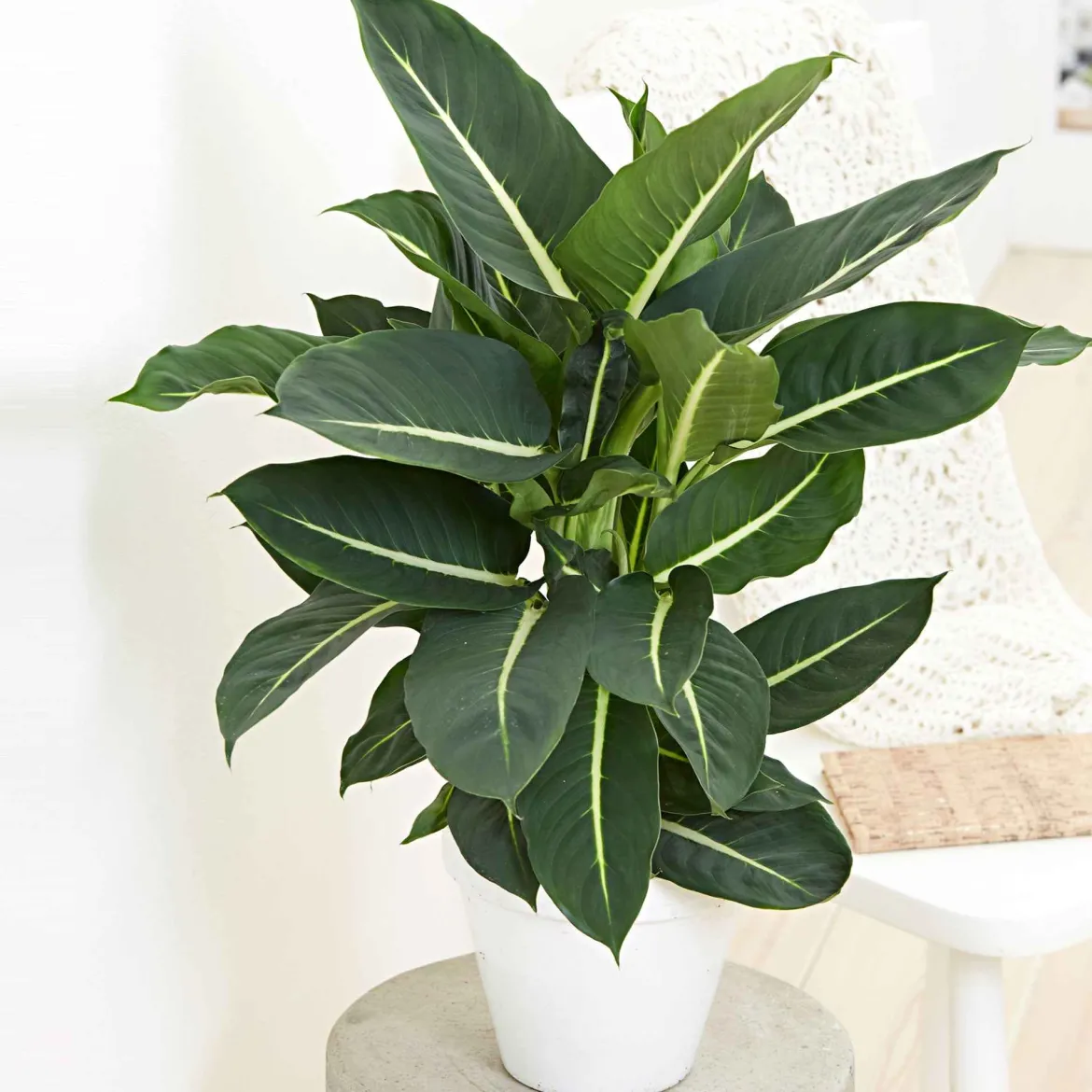 Dieffenbachia 'Green Magic' - Feuillage graphique express