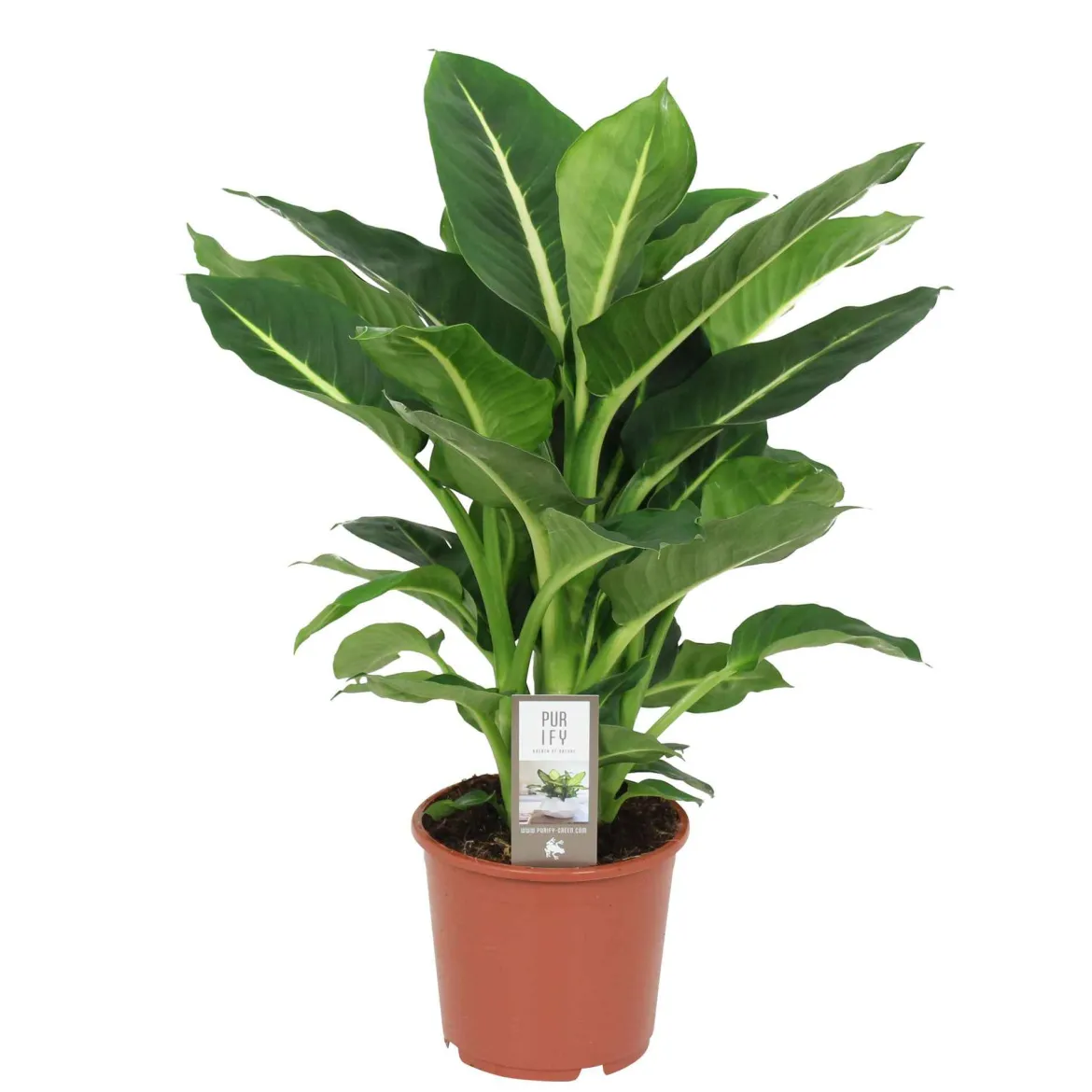 Dieffenbachia 'Green Magic' - Feuillage graphique express