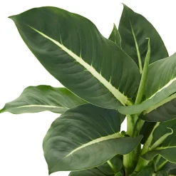 Dieffenbachia 'Green Magic' - Feuillage graphique express