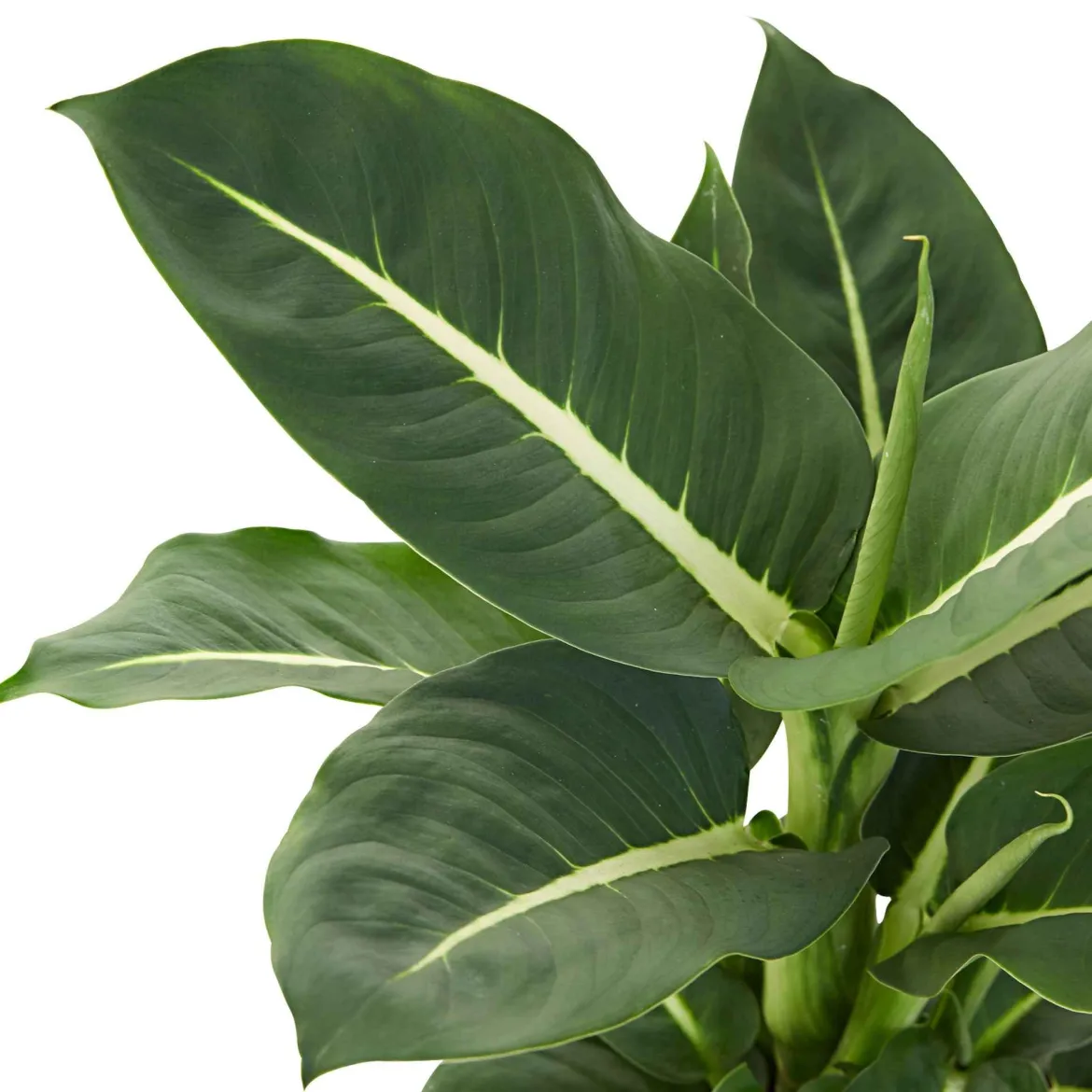 Dieffenbachia 'Green Magic' - Feuillage graphique express