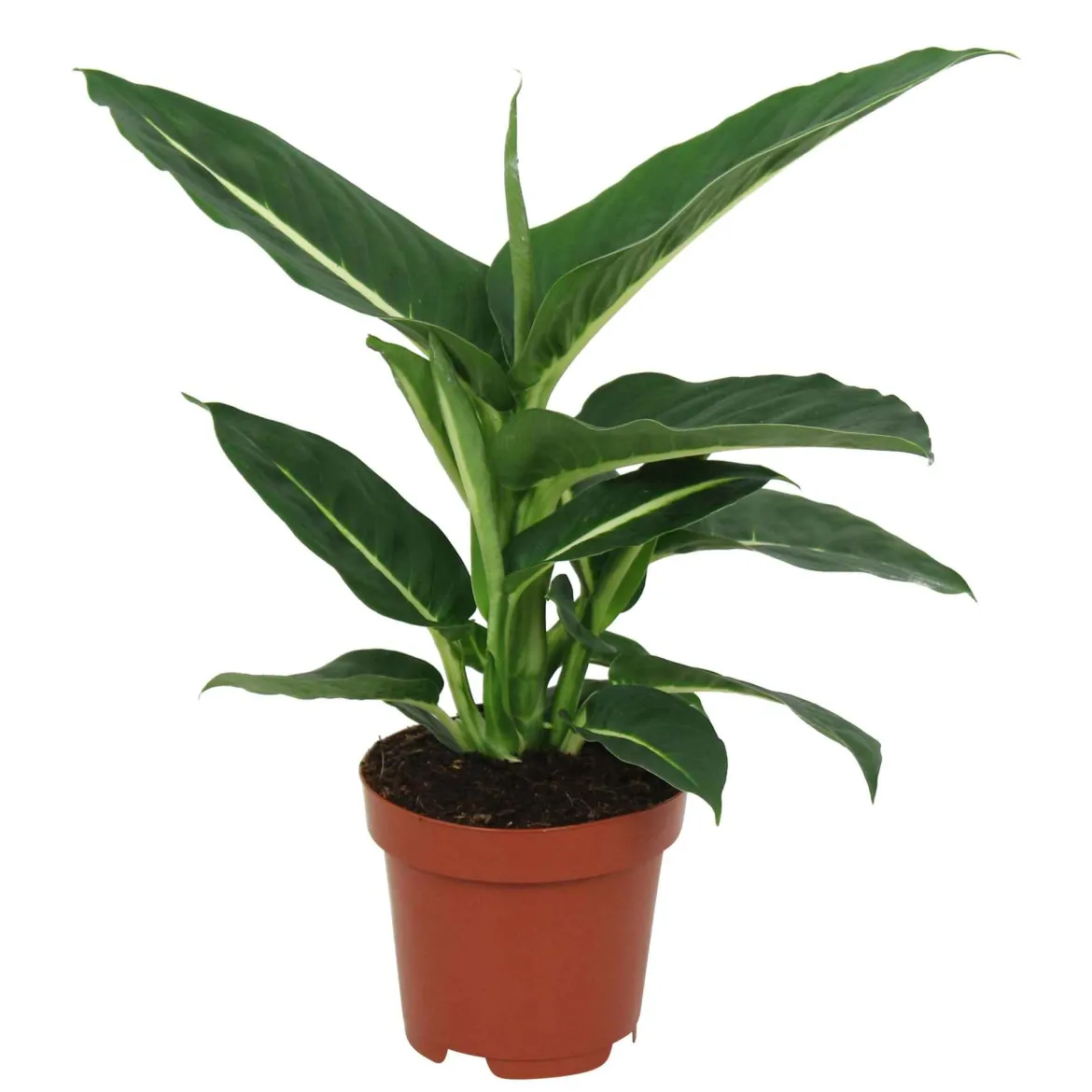 Dieffenbachia 'Green Magic' - Feuillage graphique express