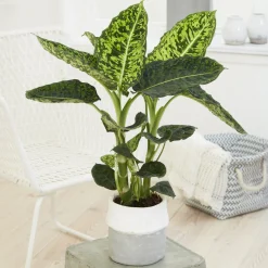 Dieffenbachia Reflector - Feuillage graphique déco