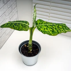 Dieffenbachia Reflector - Feuillage graphique déco