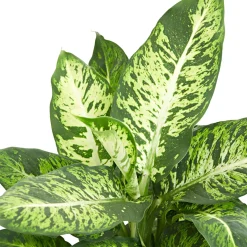 Dieffenbachia 'Sublime' - Feuillage clair, effet garanti