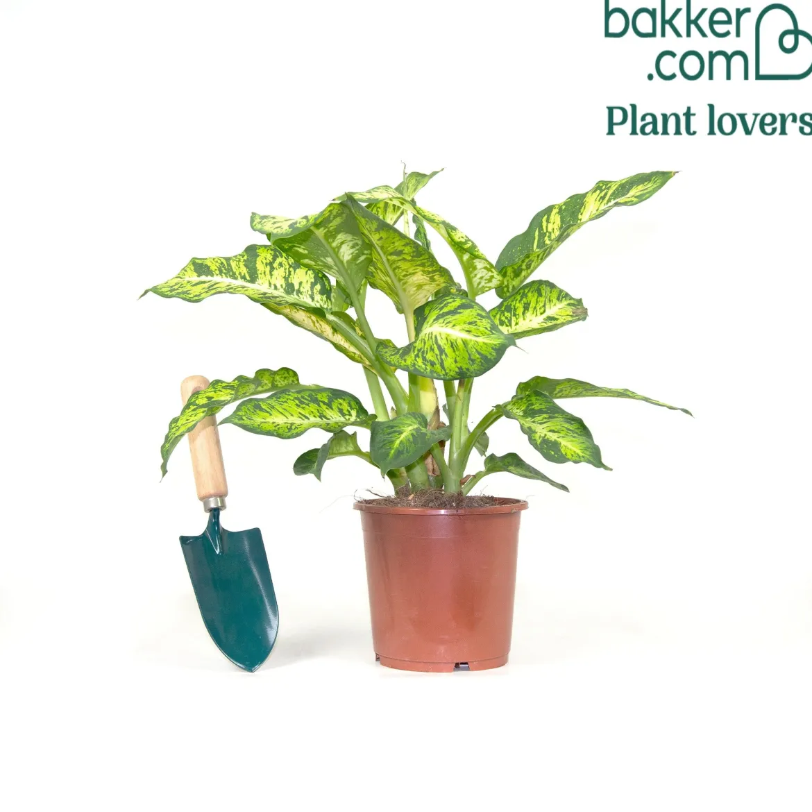 Dieffenbachia 'Sublime' - Feuillage clair, effet garanti