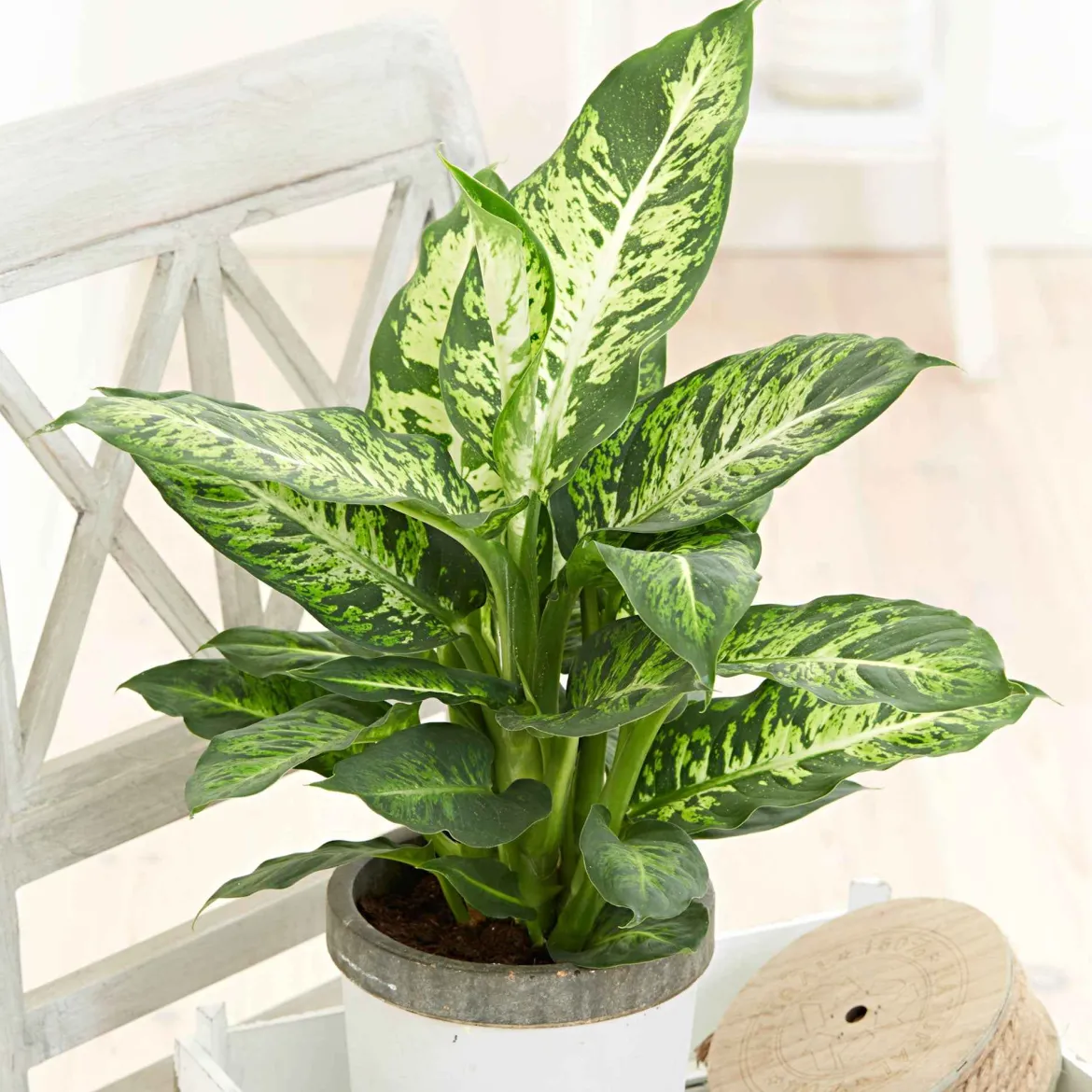 Dieffenbachia 'Sublime' - Feuillage clair, effet garanti