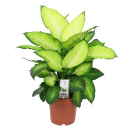 Dieffenbachia 'Summer Style' - Feuillage géant effet tropical