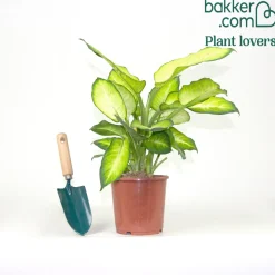 Dieffenbachia 'Summer Style' - Feuillage géant effet tropical