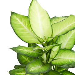 Dieffenbachia 'Summer Style' - Feuillage géant effet tropical