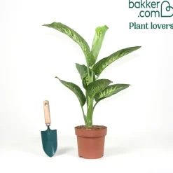 Dieffenbachia 'Tropic Snow' - L'effet jungle chez vous