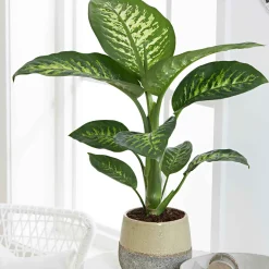 Dieffenbachia 'Tropic Snow' - L'effet jungle chez vous