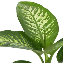 Dieffenbachia 'Tropic Snow' - L'effet jungle chez vous