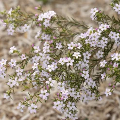 Diosma - Plante du pêcheur - Froissez, ça sent bon
