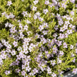 Diosma Sunset Gold - Plante du pêcheur - Feuillage doré toute l'année