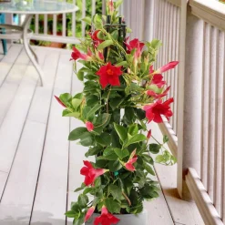 Dipladenia pyramide rouge - Une pyramide de fleurs rouges
