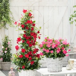 Dipladenia pyramide rouge - Une pyramide de fleurs rouges