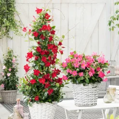 Dipladénia rouge - Un balcon fleuri tout l'été