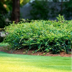 Distylium Vintage Jade - Le couvre-sol qui reste vert
