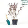 Dodonaea viscosa Purpurea - Feuillage pourpre toute l'année