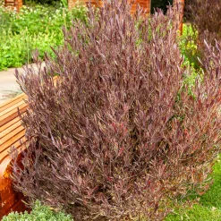 Dodonaea viscosa Purpurea - Feuillage pourpre toute l'année